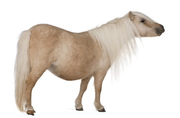 Palomino Shetland pony, Equus caballus, 3 years old, standing