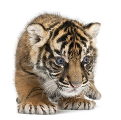 Fototapeta premium Sumatran Tiger cub, Panthera tigris sumatrae, 3 weeks old