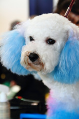 A poodle