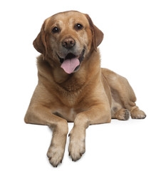 Labrador Retriever, 9 years old, lying