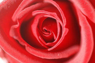 ROSA ROJA. PRECIOSA, DELICADO, HERMOSO, BELLEZA