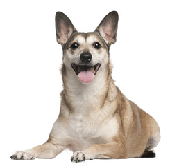 Mixed-breed dog, 10 years old, lying