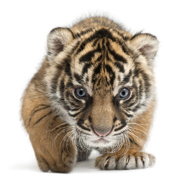 Sumatran Tiger cub, Panthera tigris sumatrae, 3 weeks old