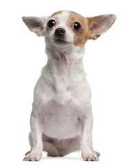 Chihuahua, 2 years old, sitting in front of white background