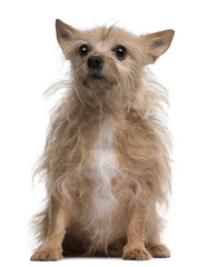 Chihuahua, 11 years old, sitting in front of white background