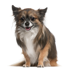 Chihuahua, 3 years old, sitting in front of white background