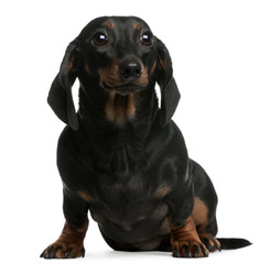 Dachshund, 1 year old, sitting in front of white background