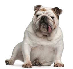 Fototapeta premium English bulldog, 5 years old, sitting