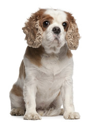 Cross-breed with a Cavalier King Charles Spaniel, 8 years old