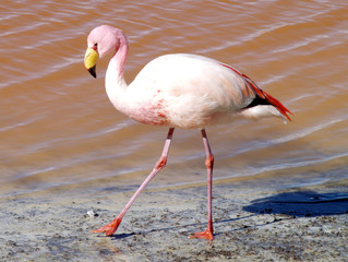 flamant rose © Voyageursono