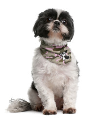 Shih Tzu wearing handkerchief, 4 years old, sitting