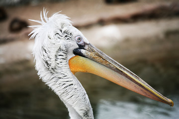 Pelican head on shore background