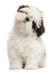 Shih Tzu puppy, 3 months old, sitting © Eric Isselée