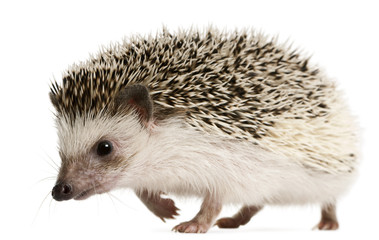 Four-toed Hedgehog, Atelerix albiventris, 2 years old, walking