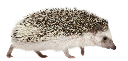 Four-toed Hedgehog, Atelerix albiventris, 2 years old, walking