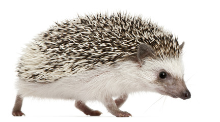 Four-toed Hedgehog, Atelerix albiventris, 2 years old, walking