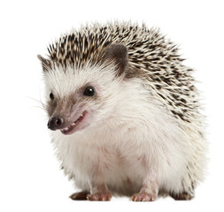 Four-toed Hedgehog, Atelerix albiventris, 2 years old