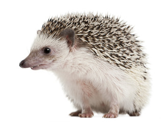Four-toed Hedgehog, Atelerix albiventris, 2 years old