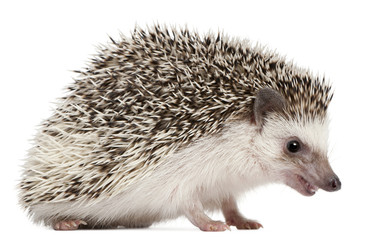 Four-toed Hedgehog, Atelerix albiventris, 2 years old