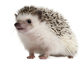 Four-toed Hedgehog, Atelerix albiventris, 2 years old