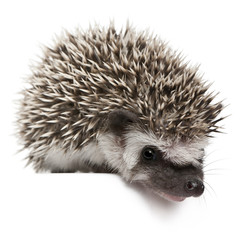 Four-toed Hedgehog, Atelerix albiventris, 3 weeks old