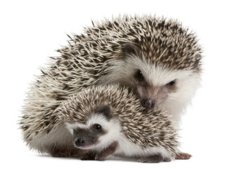 Four-toed Hedgehogs, Atelerix albiventris, 3 weeks old