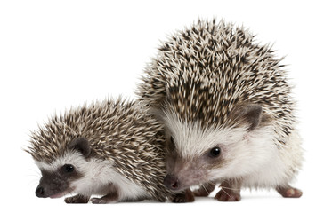 Obraz premium Four-toed Hedgehogs, Atelerix albiventris, 3 weeks old