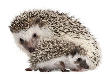 Four-toed Hedgehogs, Atelerix albiventris, 3 weeks old