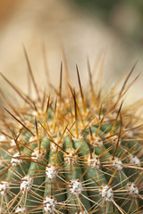 Naklejka na ściany i meble Cactus cactée jardin méditerranée sud jardinage chaud