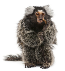 Obraz premium Common Marmoset, Callithrix jacchus, 2 years old, eating worm