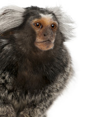 Common Marmoset, Callithrix jacchus, 2 years old