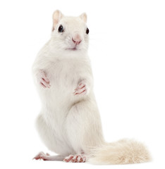 Eastern Chipmunk, Tamias striatus, 2 years old, standing