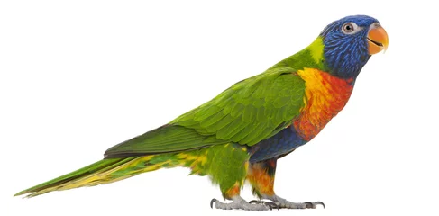 Gartenposter Papagei Regenbogenlori, Trichoglossus haematodus, 3 Jahre alt