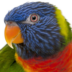 Fototapeta premium Rainbow Lorikeet, Trichoglossus haematodus, 3 years old