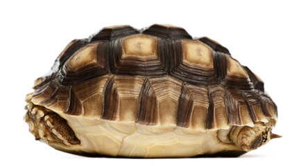 African Spurred Tortoise, Geochelone sulcata, 1 year old