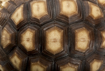 Fototapeta premium Close-up of African Spurred Tortoise shell, Geochelone sulcata