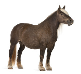 Comtois horse, a draft horse, Equus caballus, 10 years old