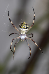 Ragno vespa - (Argiope Bruennichi)