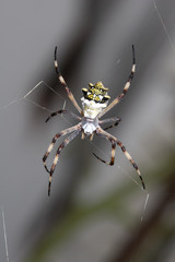 Ragno vespa - (Argiope Bruennichi)