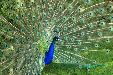 beautiful peacock at Lazienki Palace, Warsaw