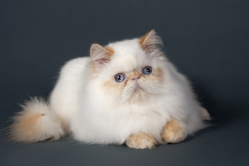 Persian cat