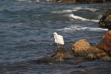 Weißer Reiher fischt zwischen schwarzen und roten Felsen am Meer