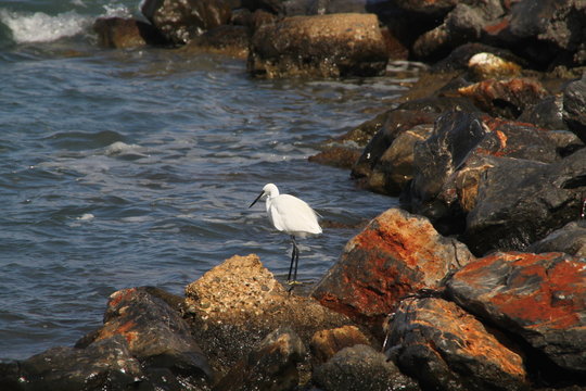 Wei&szlig;er Reiher fischt zwischen schwarzen und roten Felsen am Meer