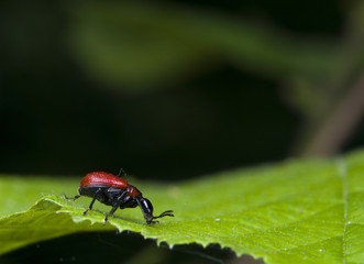 Oszynda leszczynowiec Apoderus coryli