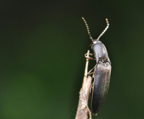 Osiewnik czarny Ectinus aterrimus