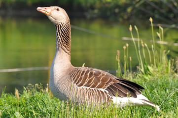 greylag goose