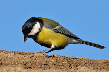 great tit