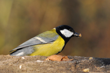 great tit