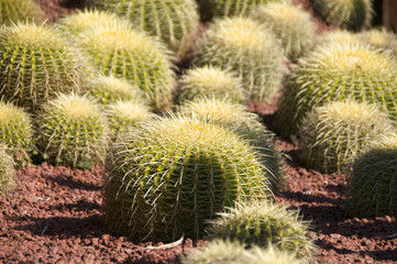 Cactus at the Botanical Garden in Sydney, Australia