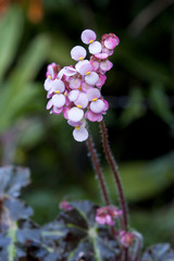 the orchid of thailand